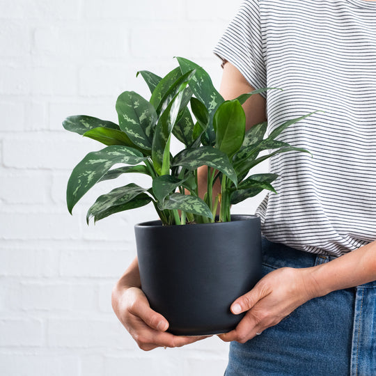 Low Light Plants - For those dull dark corners!