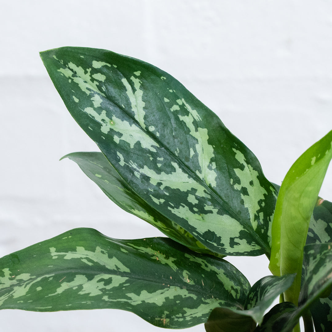 Chinese Evergreen - Maria - Shop Online!