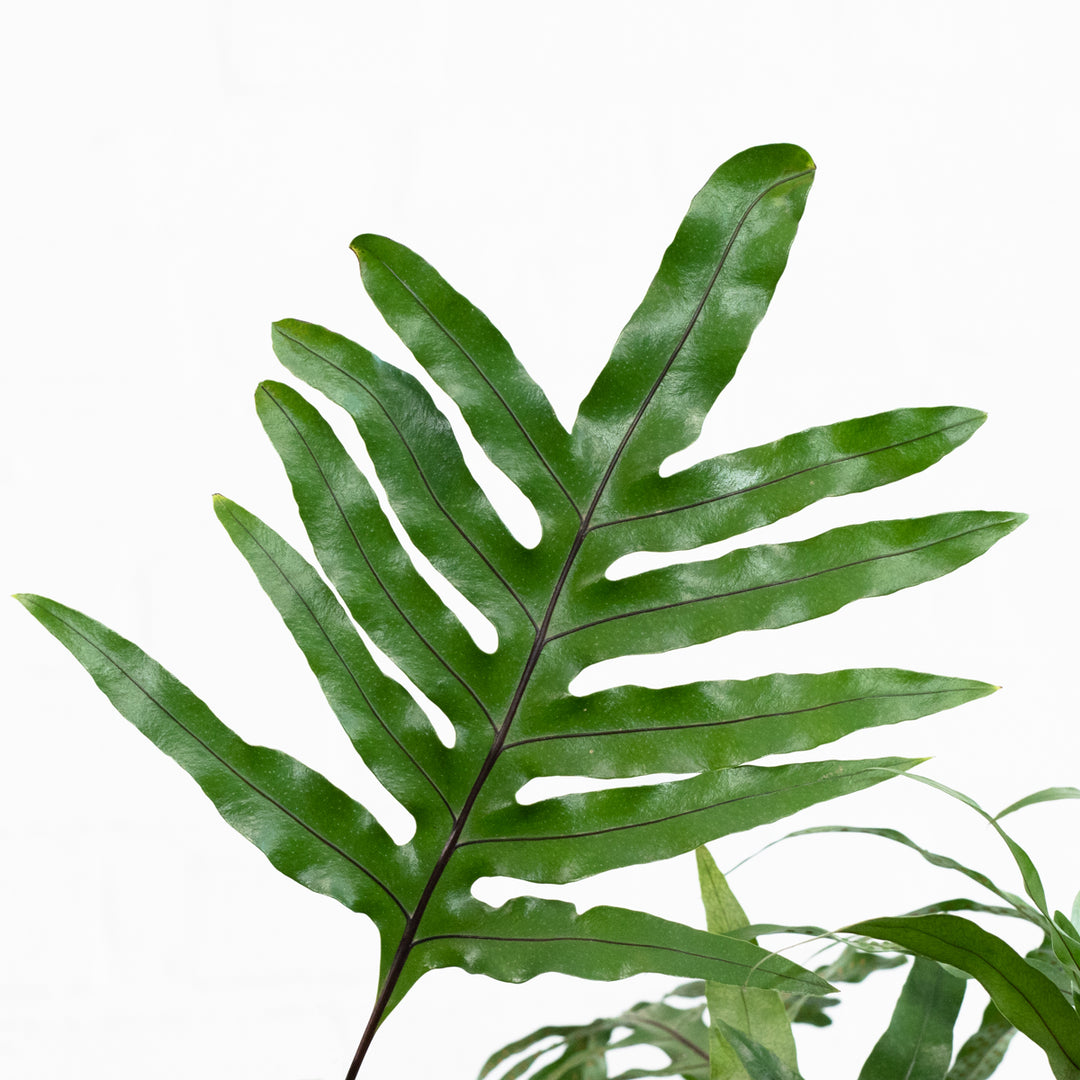 Kangaroo Fern - Shop Online!