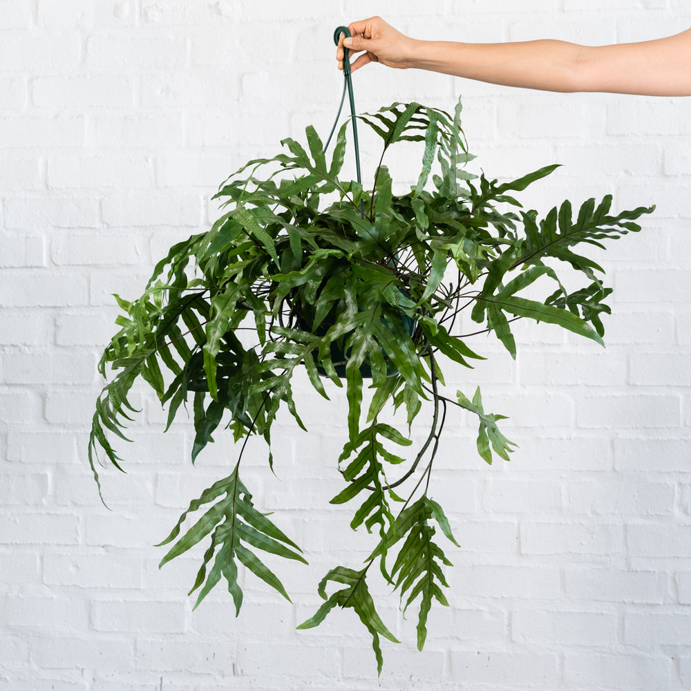 Kangaroo Fern - Large - Shop Online!