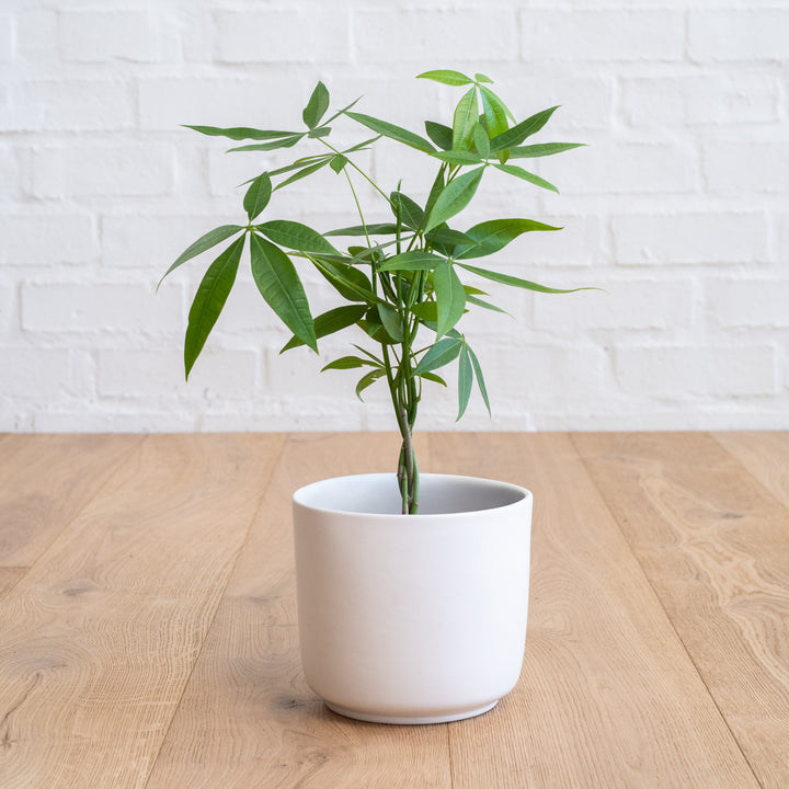Chinese Money Tree - Shop Online!