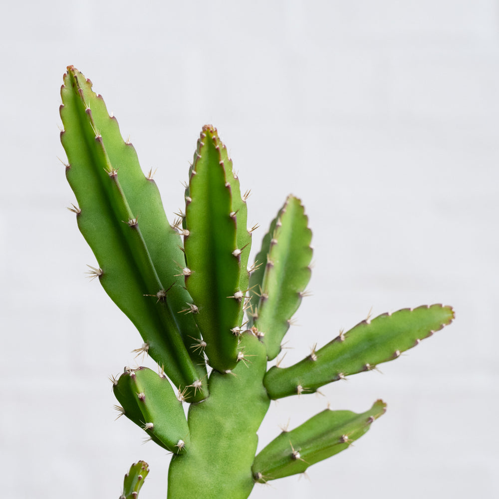Pfeiffera Cactus - Shop Online!