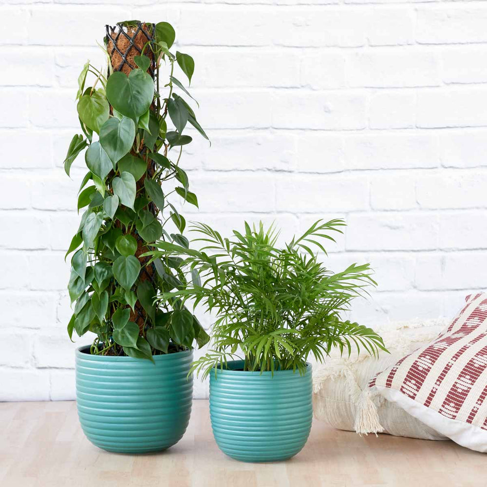 Two Poodle Planter Teal Blue displayed with plants to show variant options
