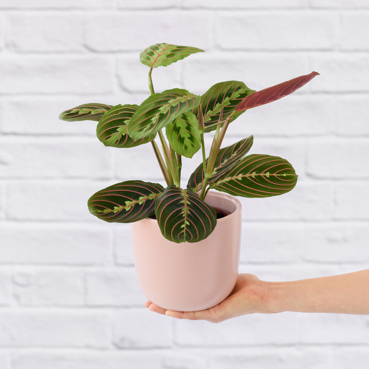 prayer plant south africa Prayer Plant