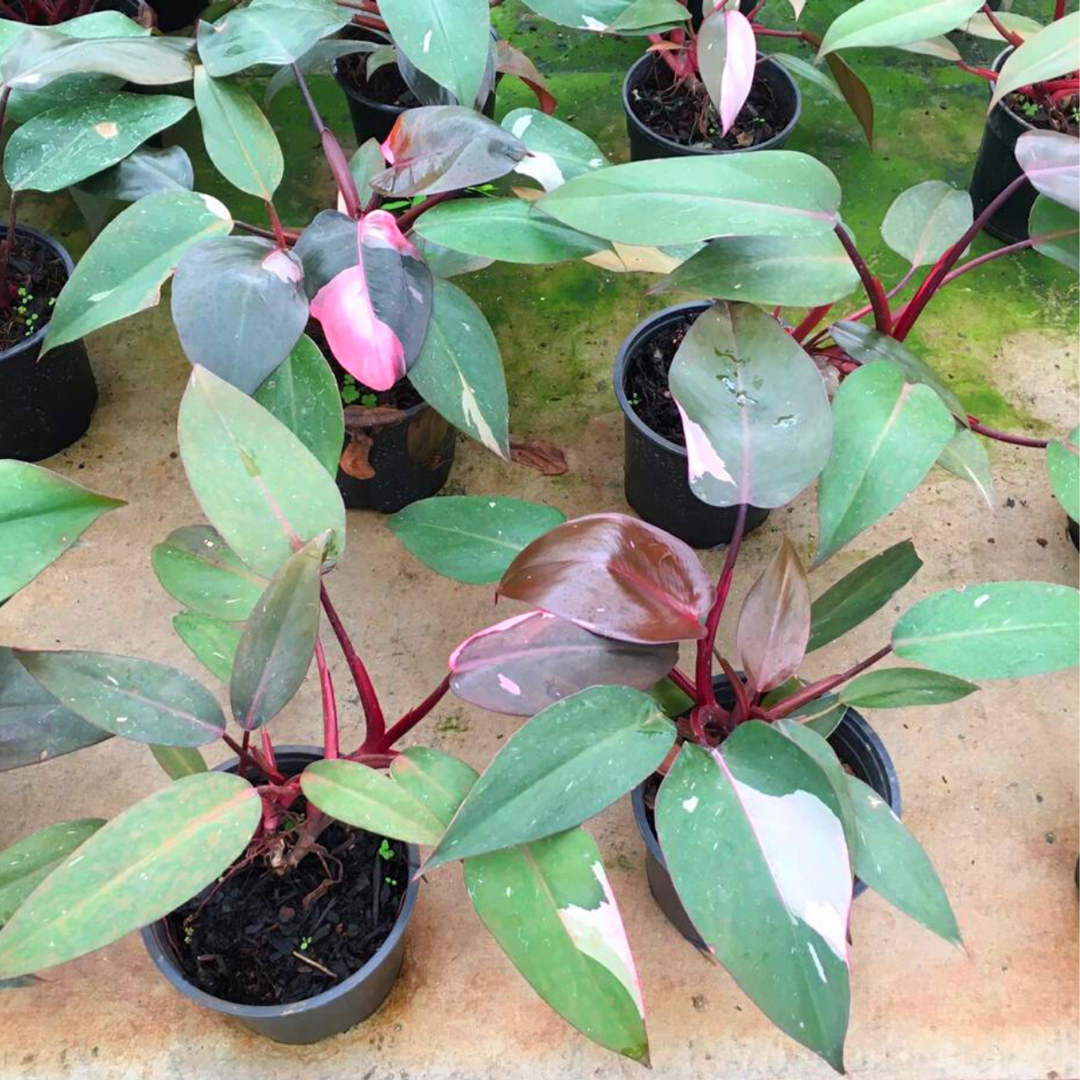 Philodendron - Pink Princess - Shop Online!