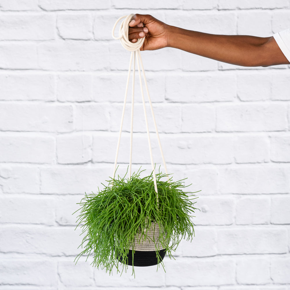 Mistletoe Cactus - Shop Online!