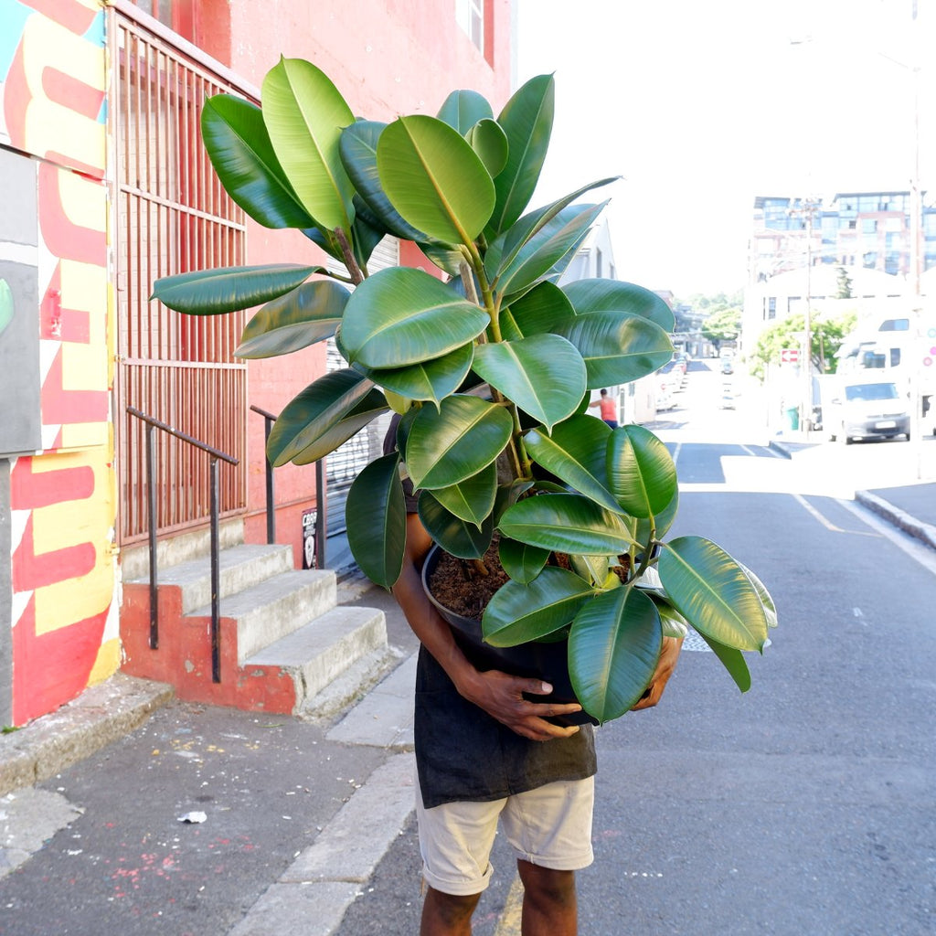 Rubber Tree - Robusta Plantify Urban Plantery