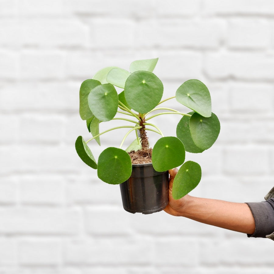 PLANTIFY - Indoor Plants, Pots and Gifts delivered Nationwide ...