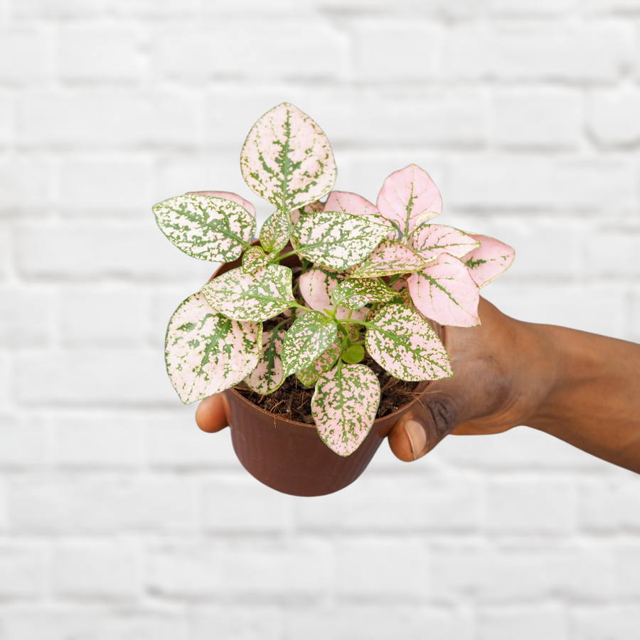 PLANTIFY - Indoor Plants, Pots and Gifts delivered Nationwide ...