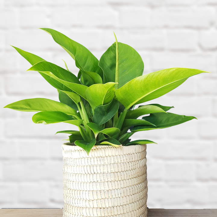 Philodendron - Imperial Green - Shop Online!