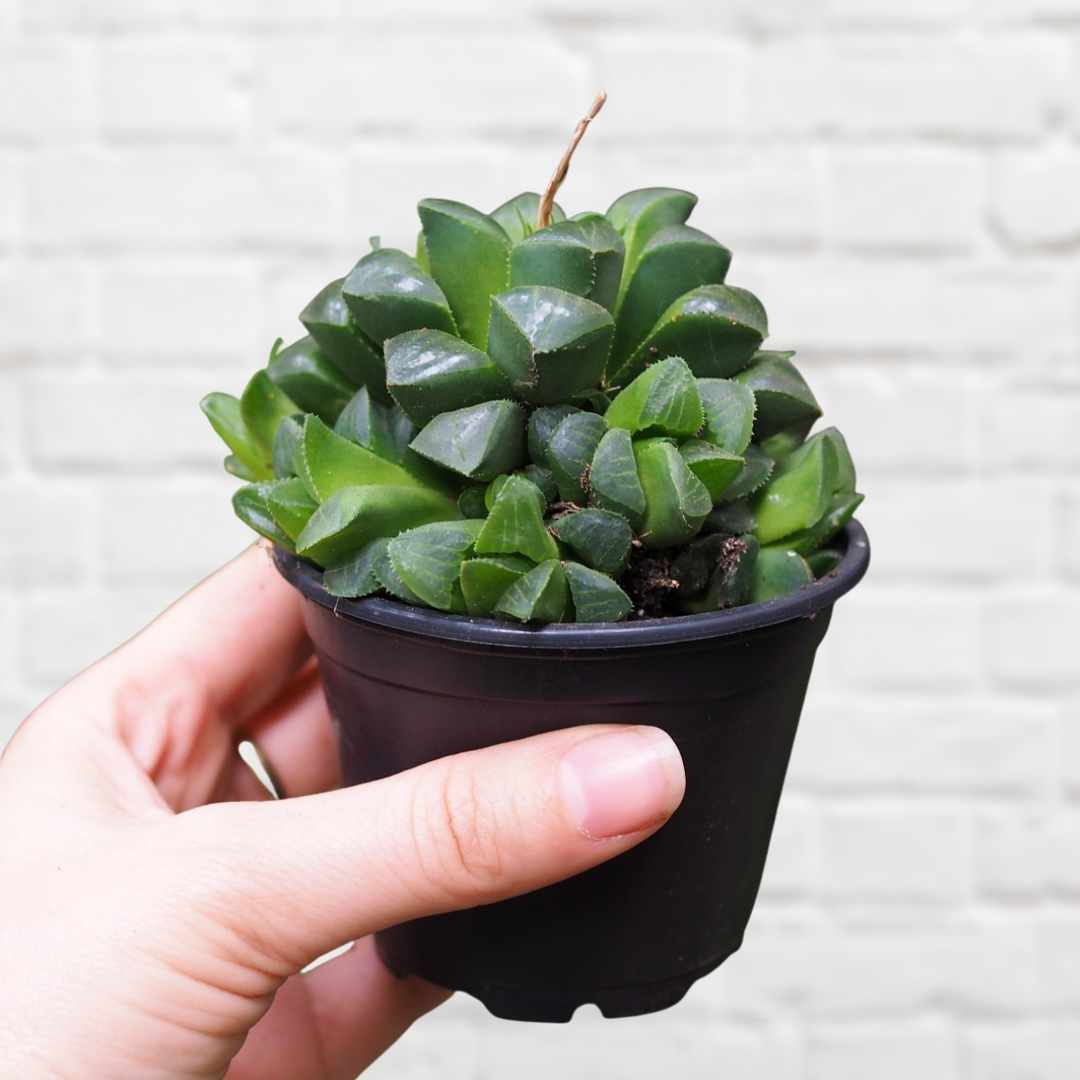 Star Window Haworthia - Shop Online!