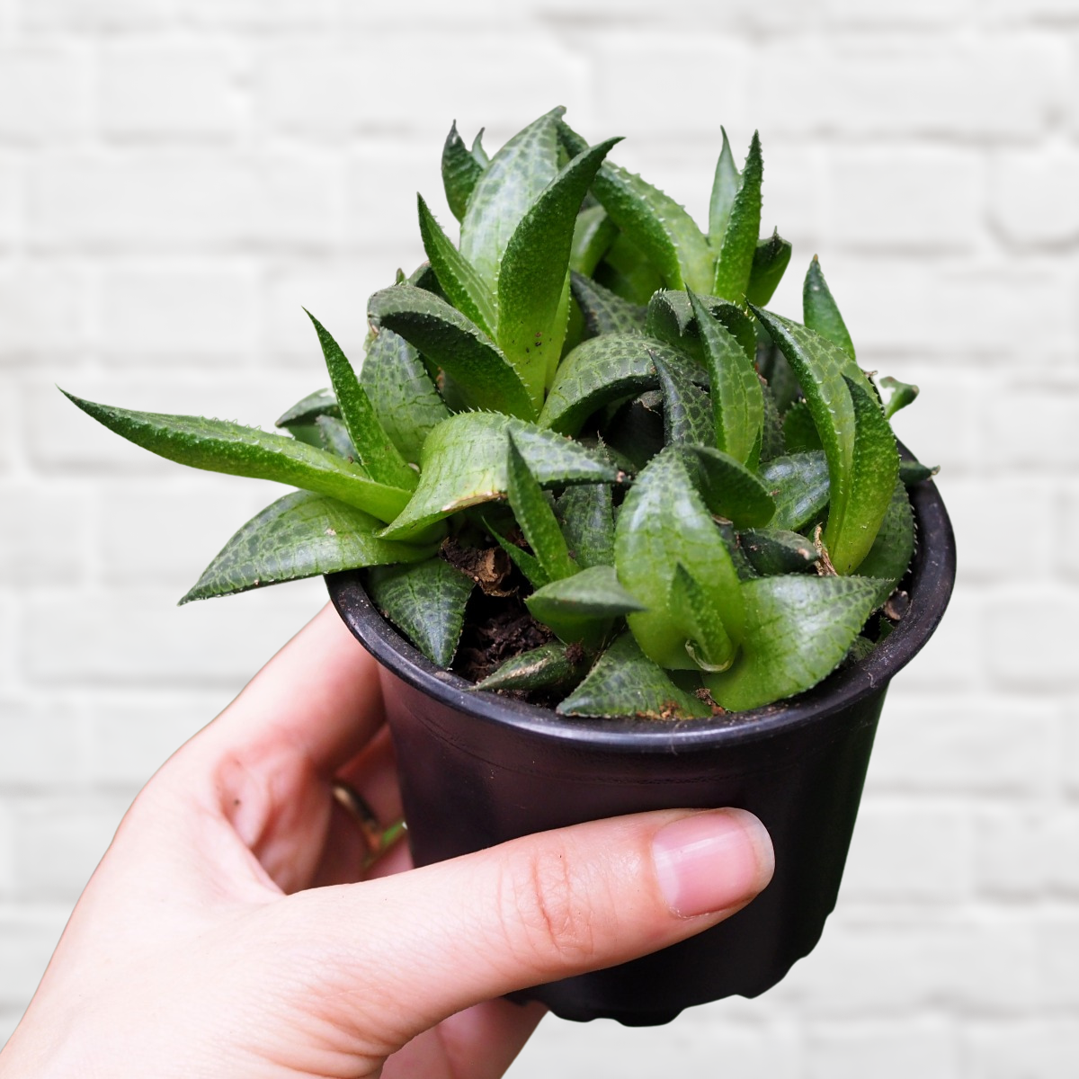 Haworthia
