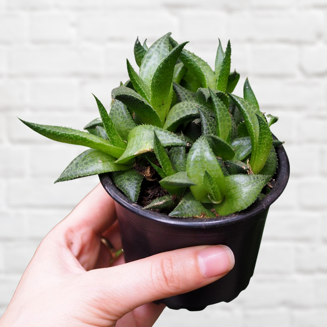 Veined Haworthia - Shop Online!