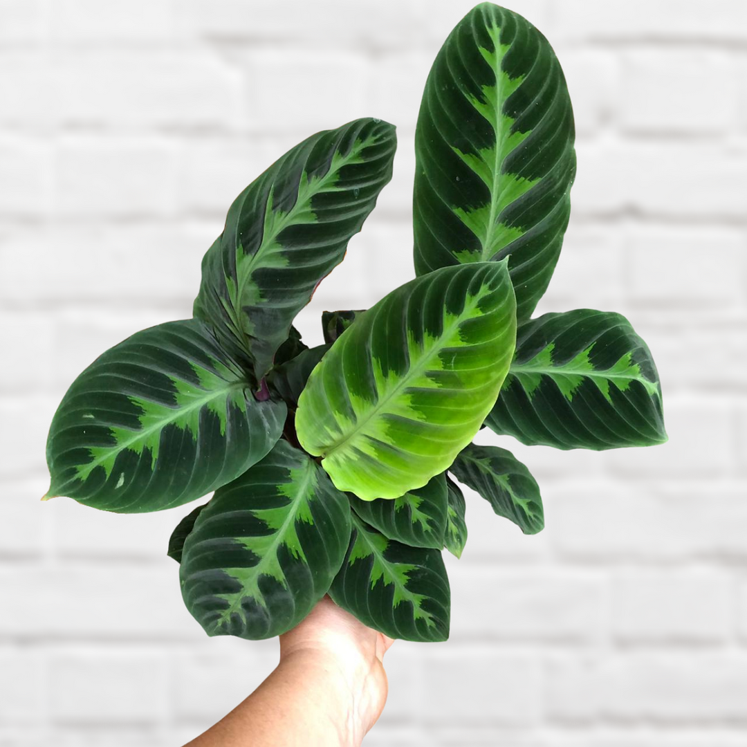 Calathea Warscewiczii - Shop Online!