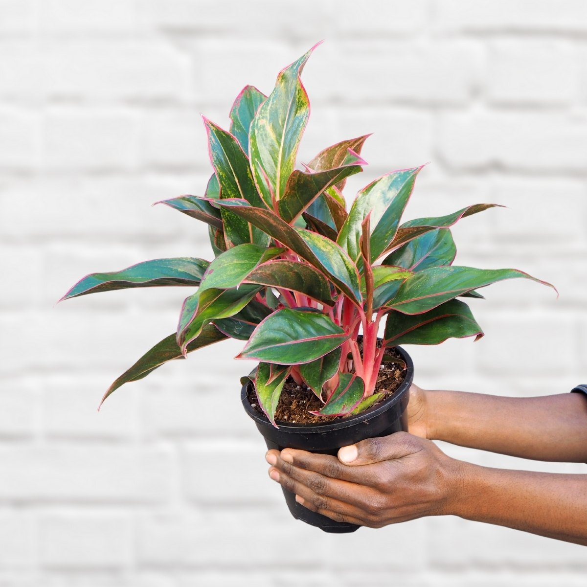 aglaonema king of siam Chinese Evergreen - King of Siam