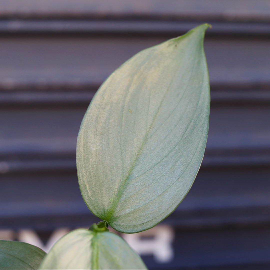 Philodendron - Silver Wings - Shop Online!