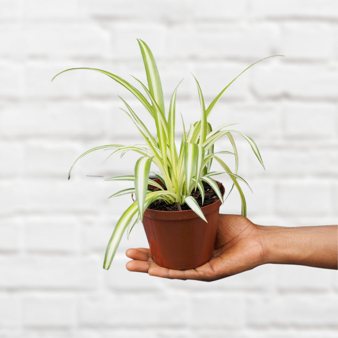 spider plant shop Spider Plant