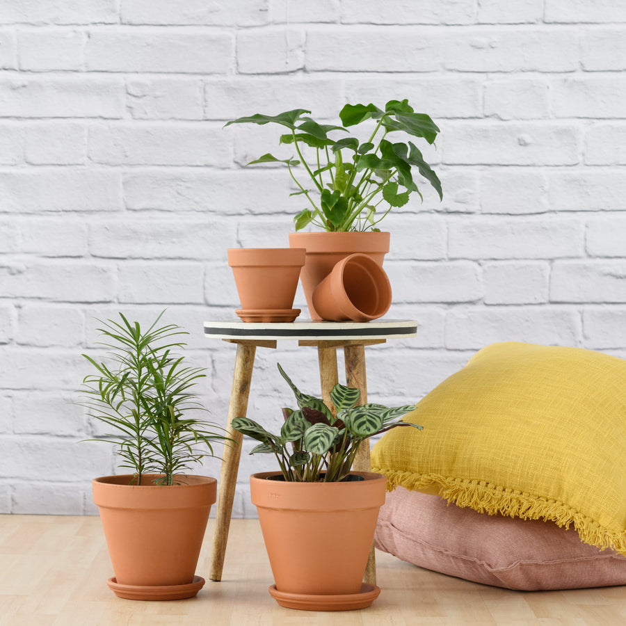 Terracotta Pot & Saucer Standard for the Perfect Planter! Plantify Urban Plantery
