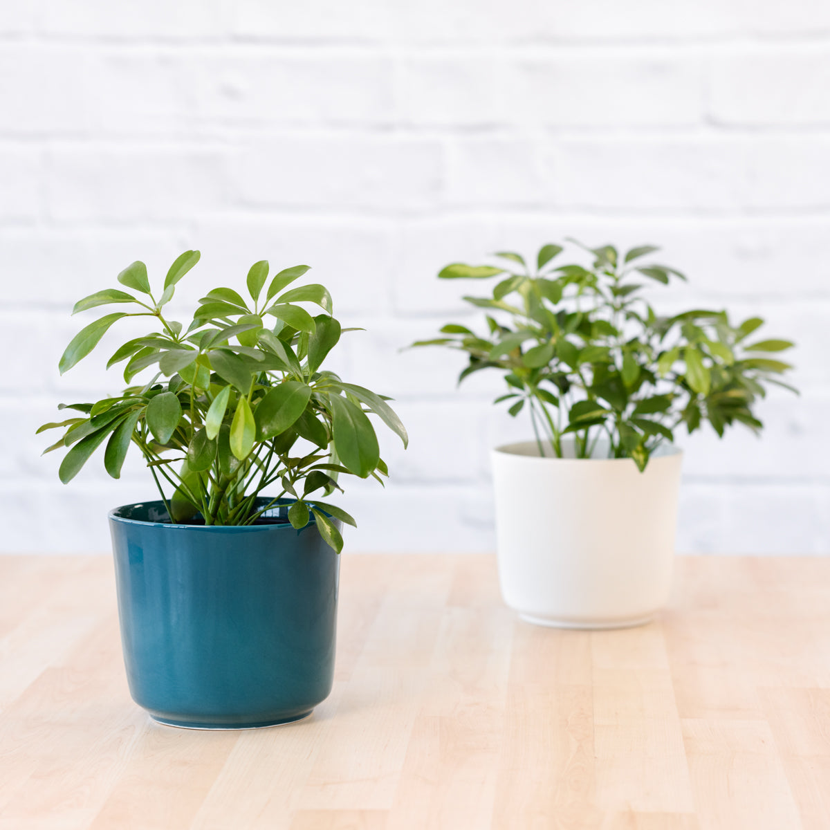 Umbrella Plant | Indoor Plant