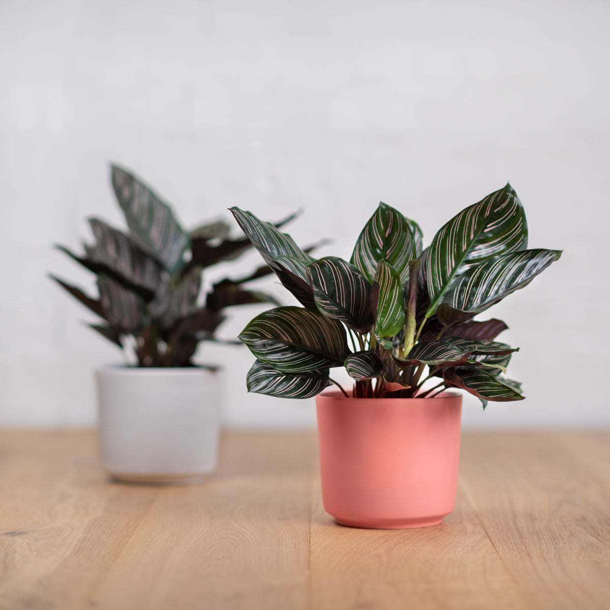 Calathea Sanderiana | Indoor Plant