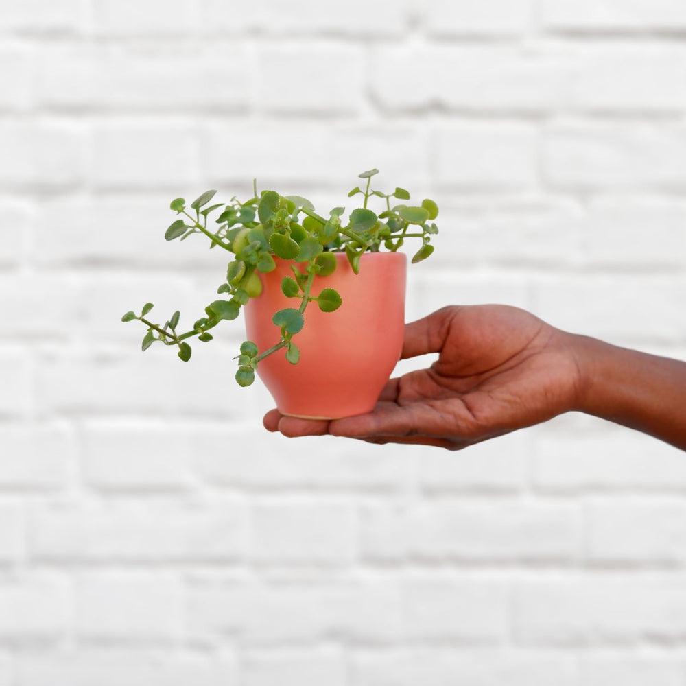 Mini Plants in Pink Pots - Shop Online!