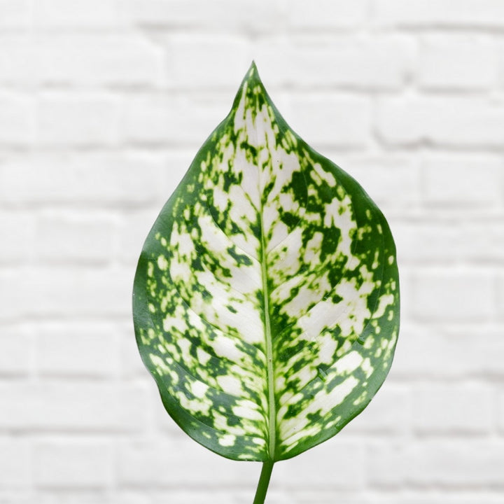 Chinese Evergreen - White Dud - Shop Online!