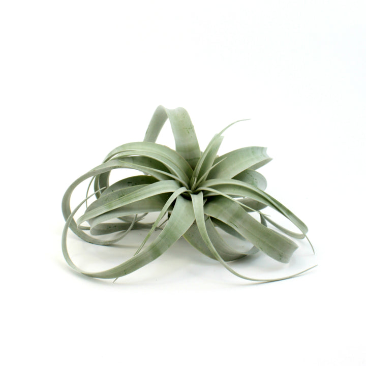 Airplant - Tillandsia Xerographica - Shop Online!