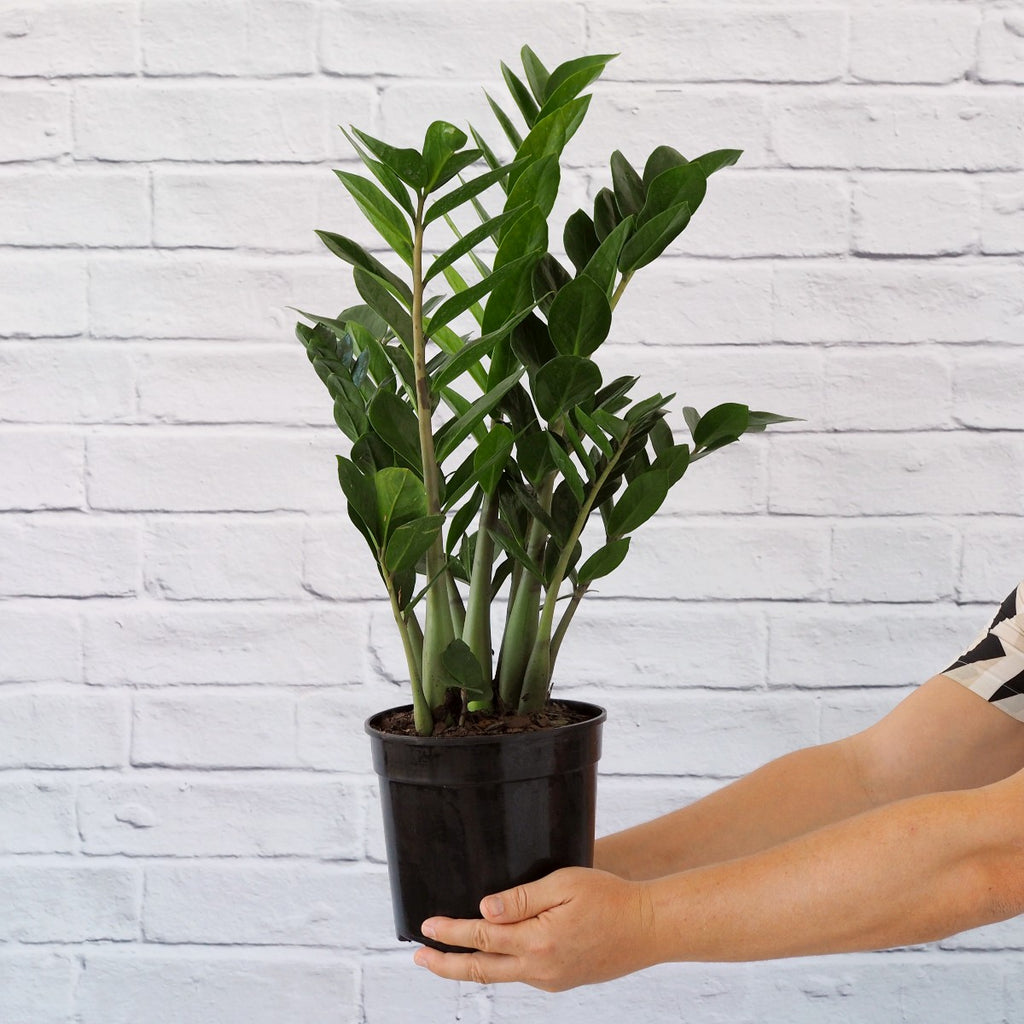 ZZ Plant