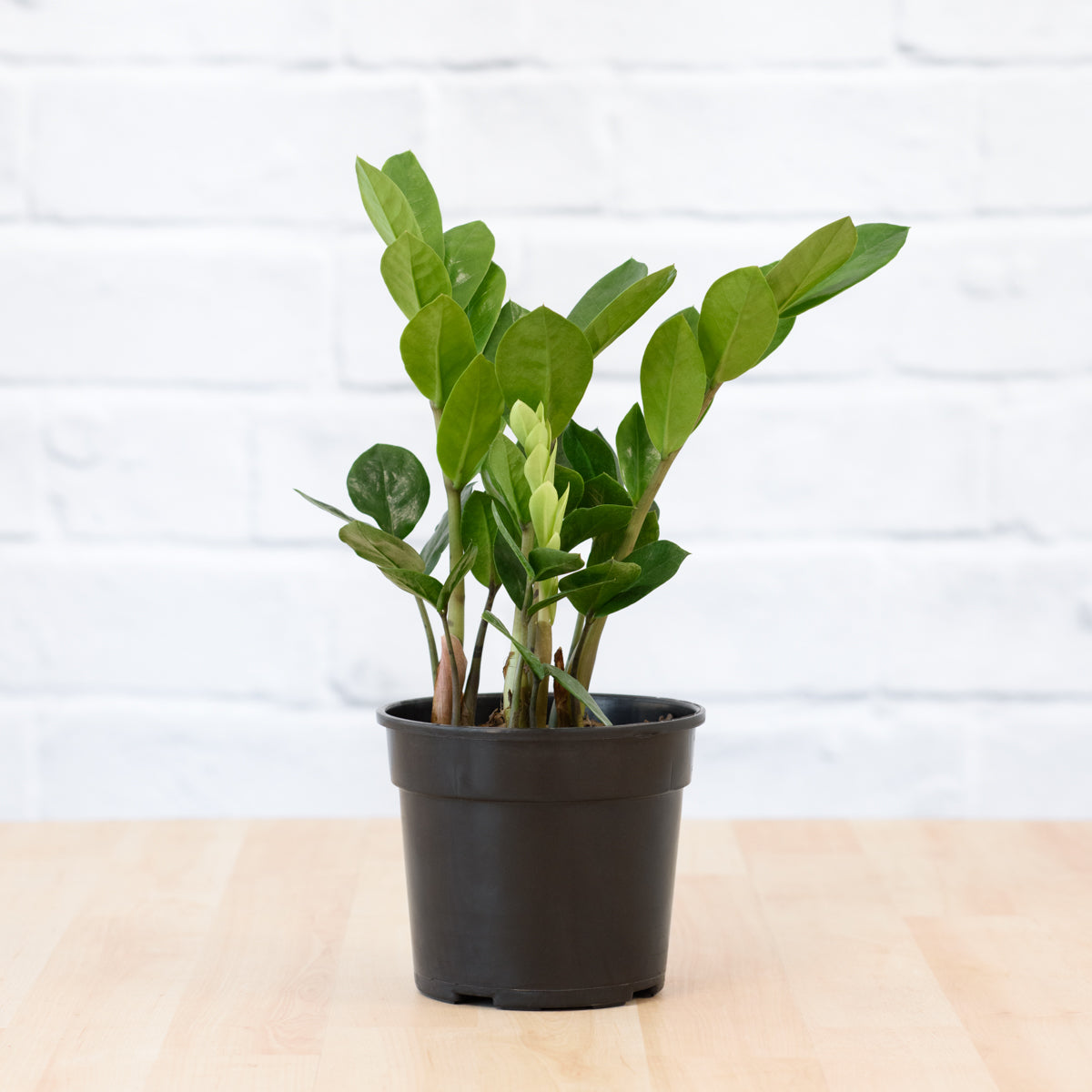 ZZ Plant | Indoor Plant