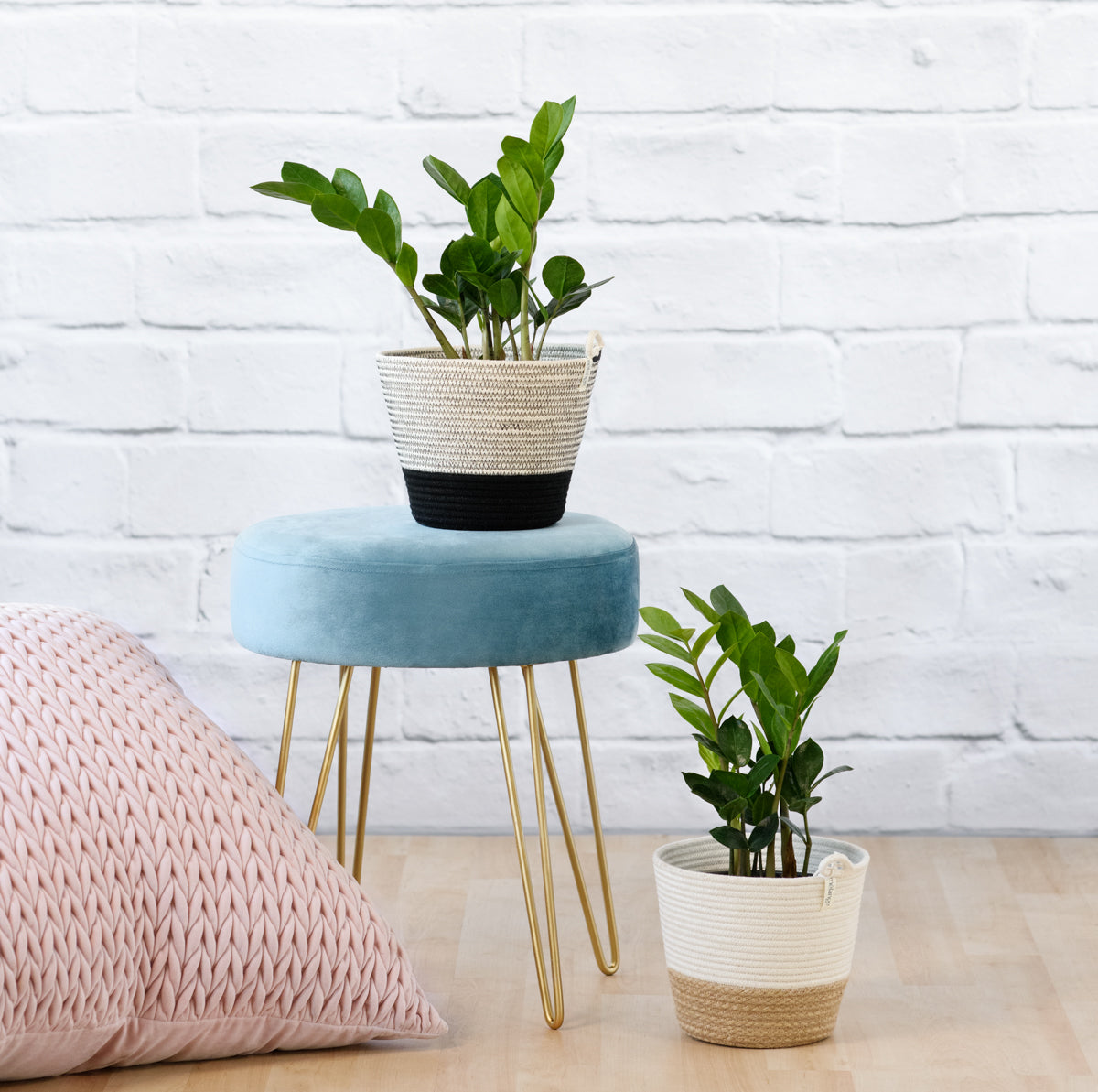 ZZ Plant | Indoor Plant