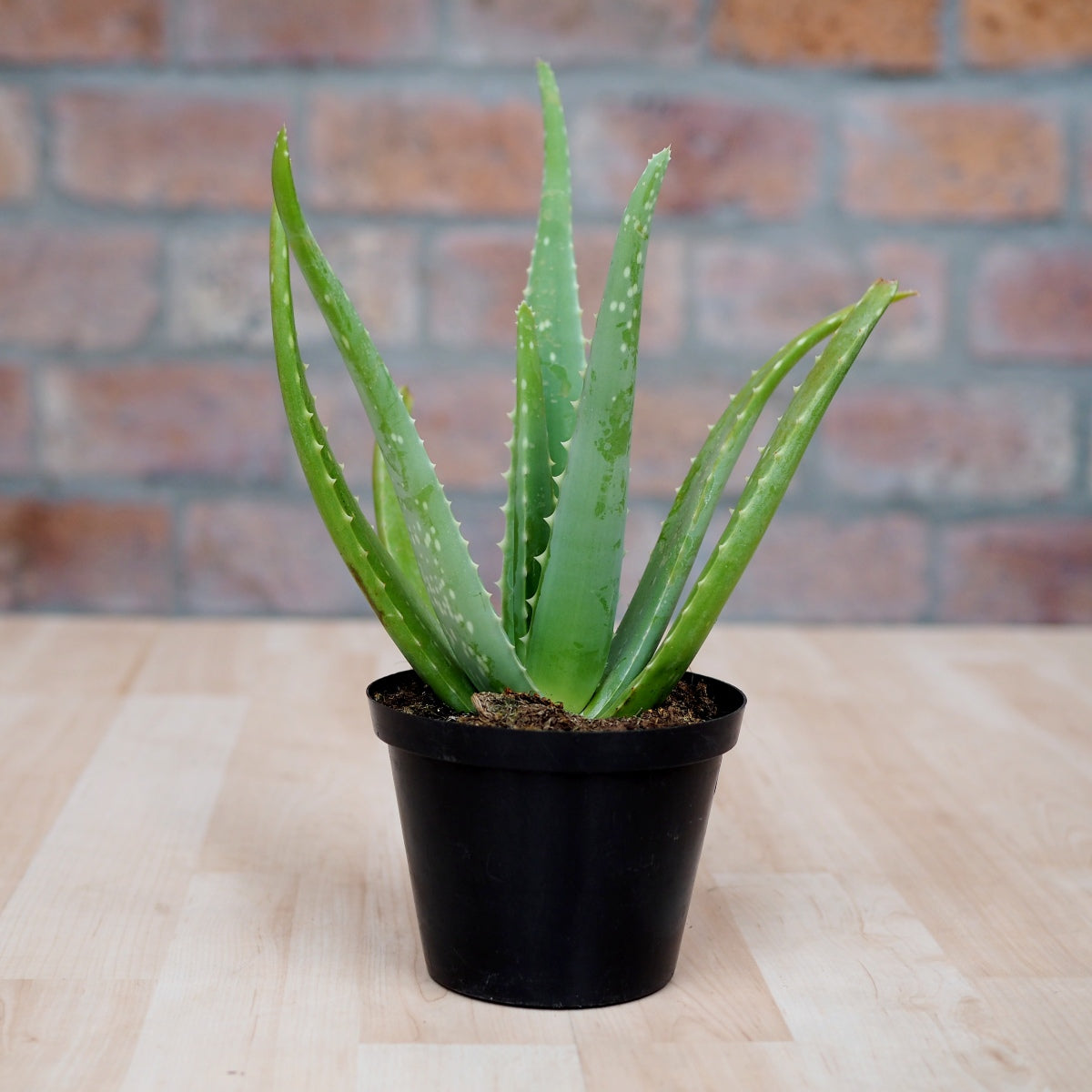 Aloe Vera | Indoor Plant