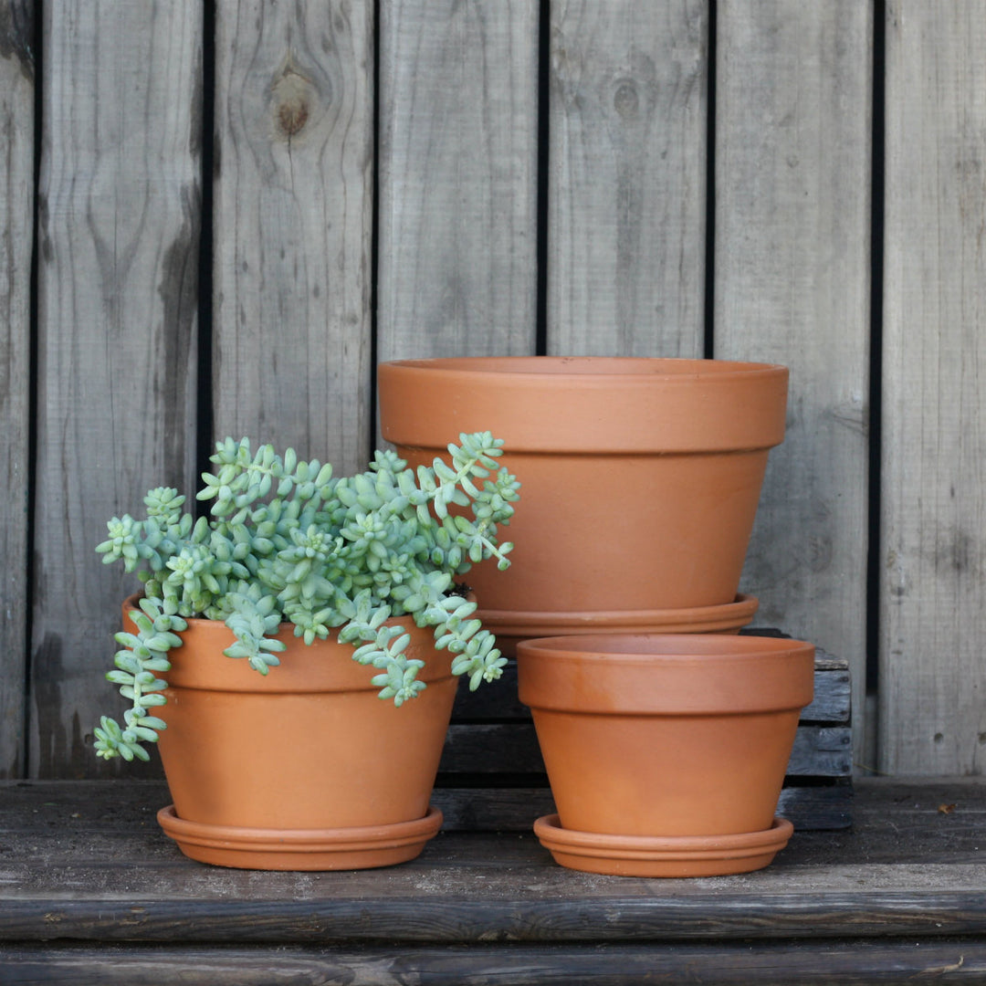 Terracotta Pot & Saucer - Azalea - Shop Online!