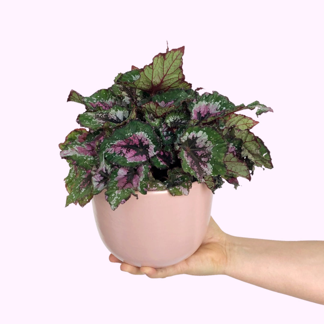 Begonia - Alaska Creek - Shop Online!