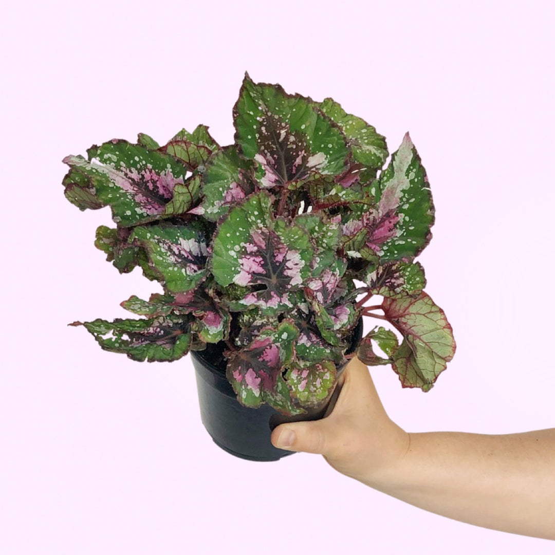 Begonia - Alaska Creek - Shop Online!