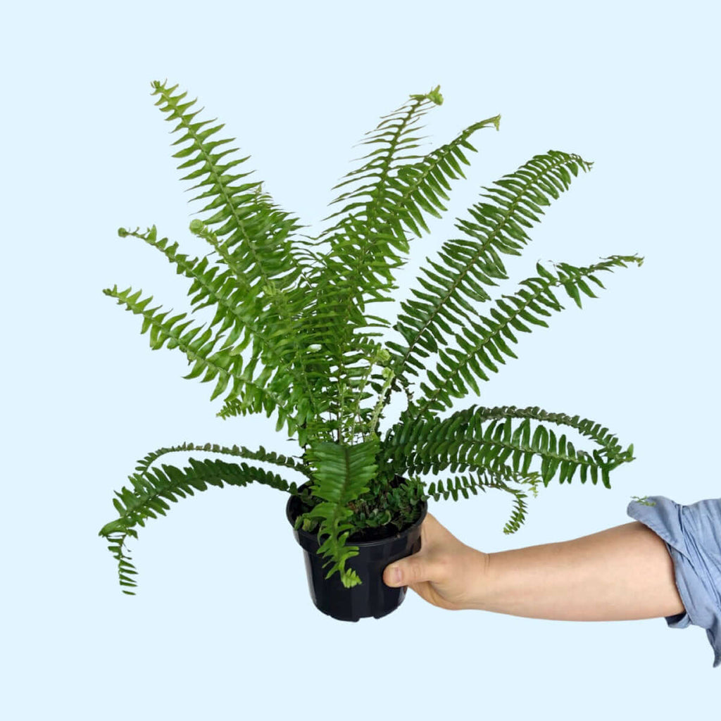 アイドル Fern Sch Bon Australian Sword Fern - Emerald Queen | Indoor Plant