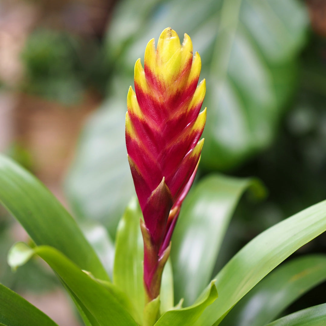 Bromeliad Vriesea - Red with Yellow tips - Shop Online!