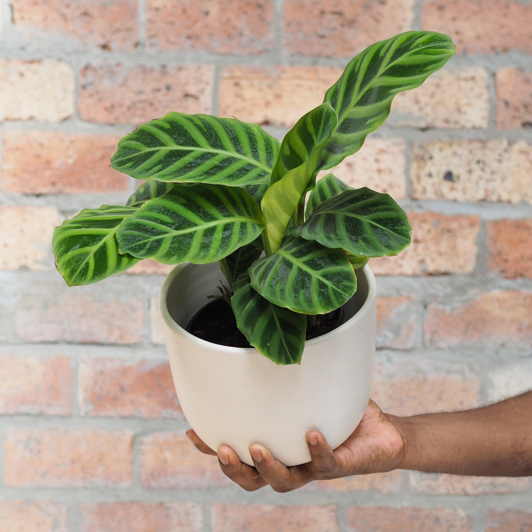 Calathea Zebrina - Shop Online!