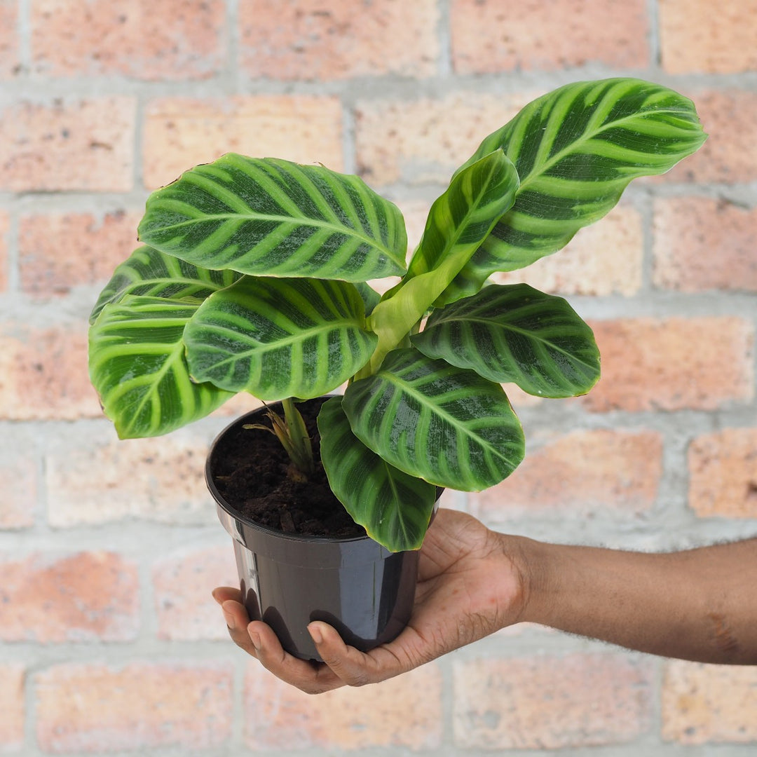 Calathea Zebrina - Shop Online!