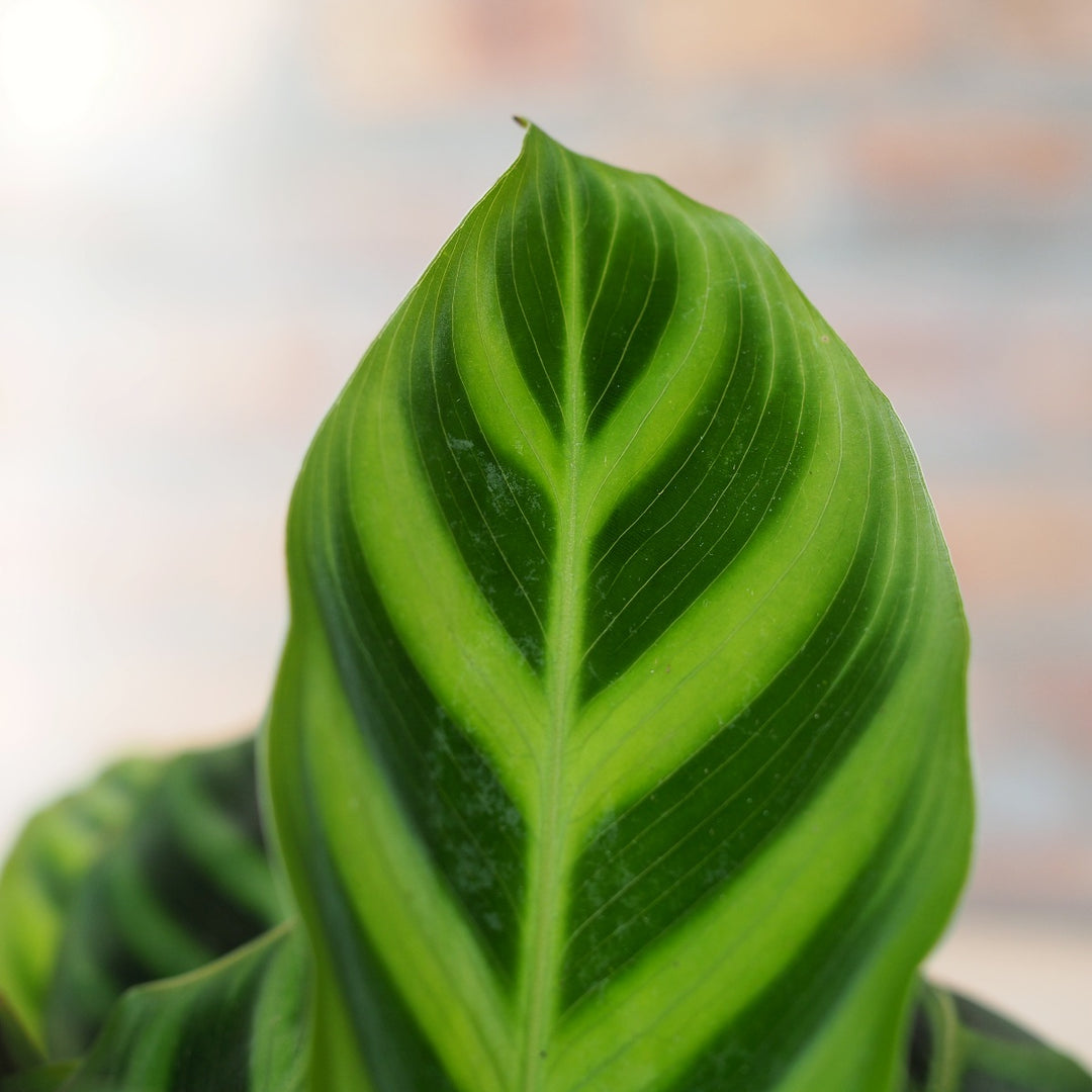 Calathea Zebrina - Shop Online!