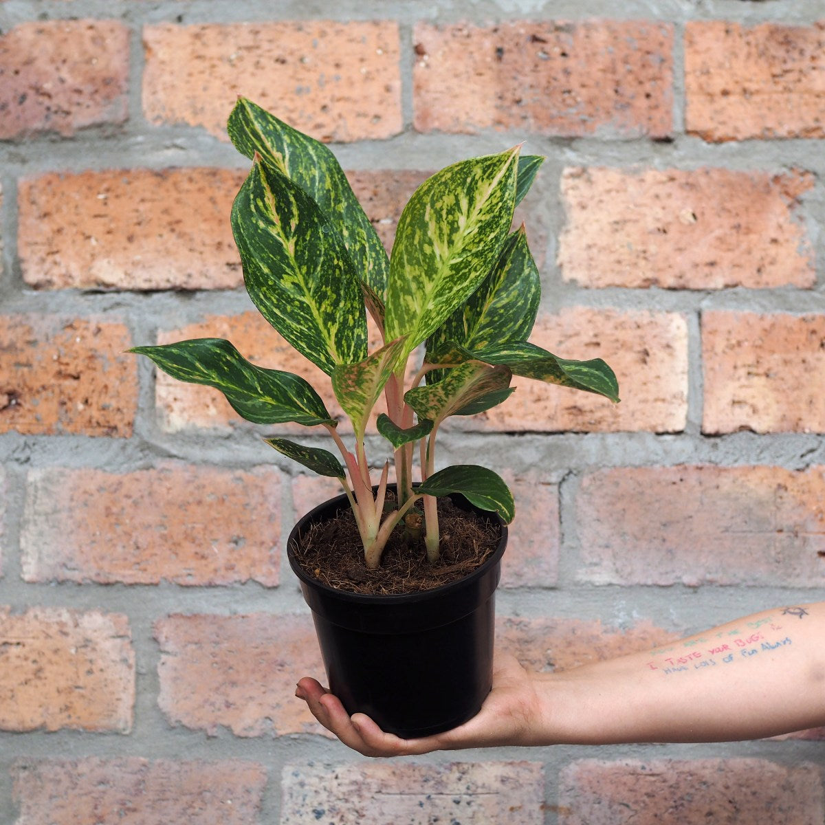 aglaonema pink peacock Chinese Evergreen - Pink Peacock