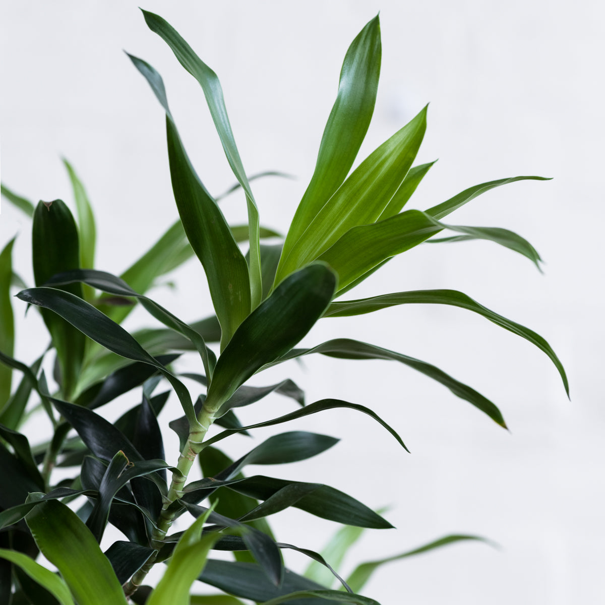 Reflexa Character Tree Dragon Tree - Reflexa - Large | Indoor Plant
