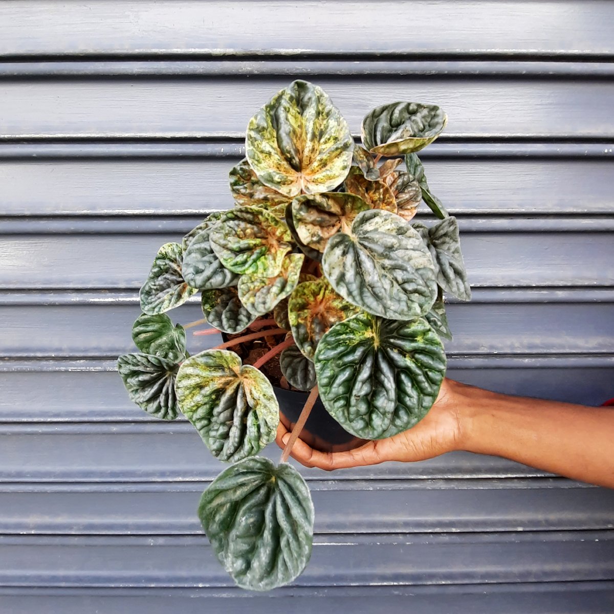 Emerald Ripper Emerald Ripple Peperomia | Indoor Plant