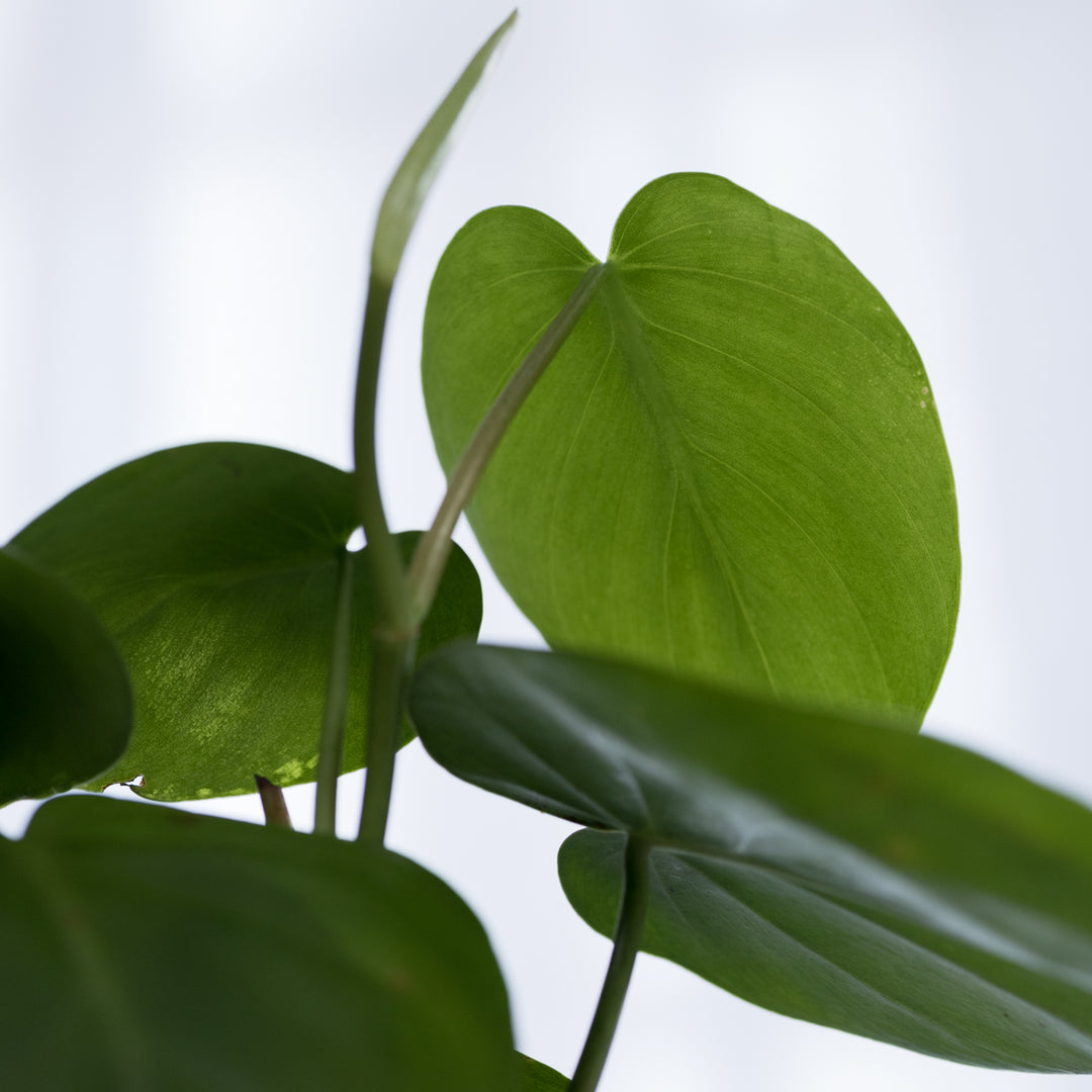 Heart Leaf Philodendron - Shop Online!