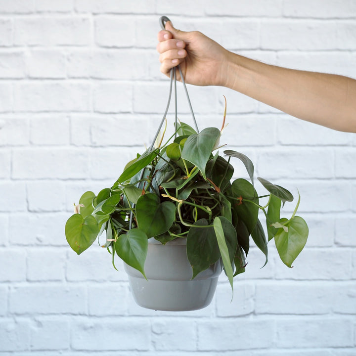 Heart Leaf Philodendron - Hanging Basket - Shop Online!