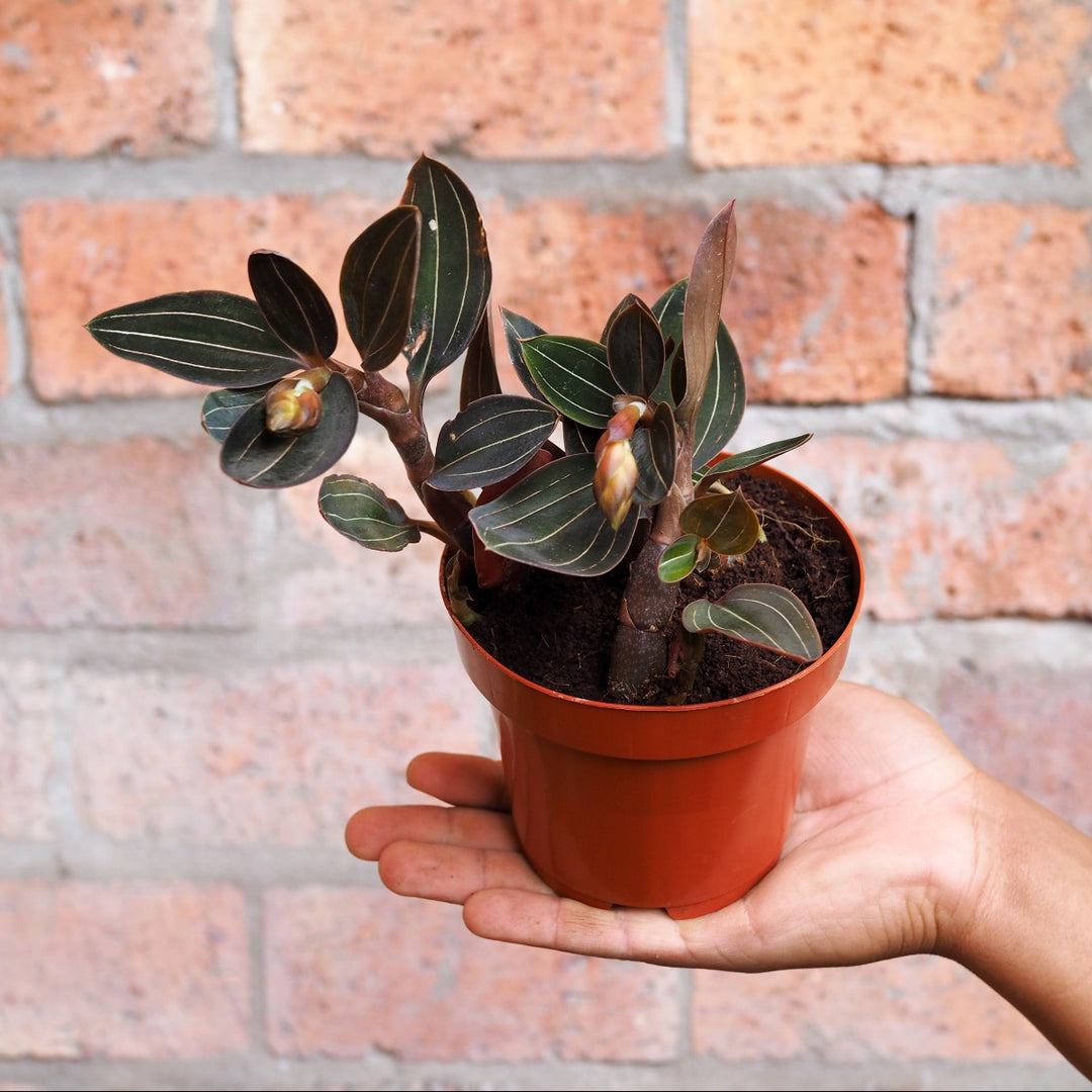 Jewel Orchid - Shop Online!