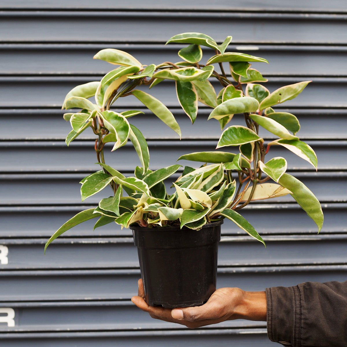 Hoya Krimson Queen | Indoor Plant