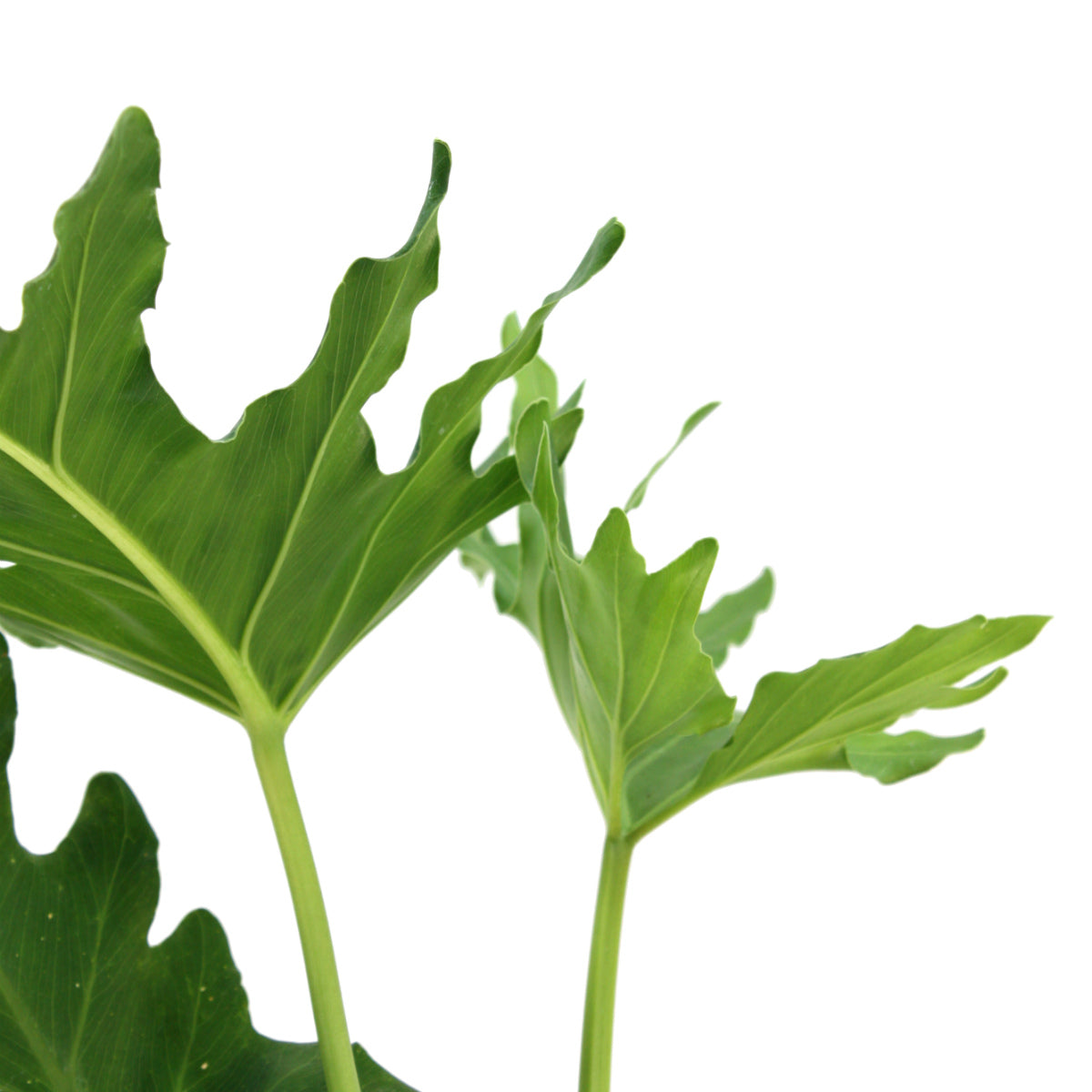 lacy leaf philodendron Lacy Leaf Philodendron