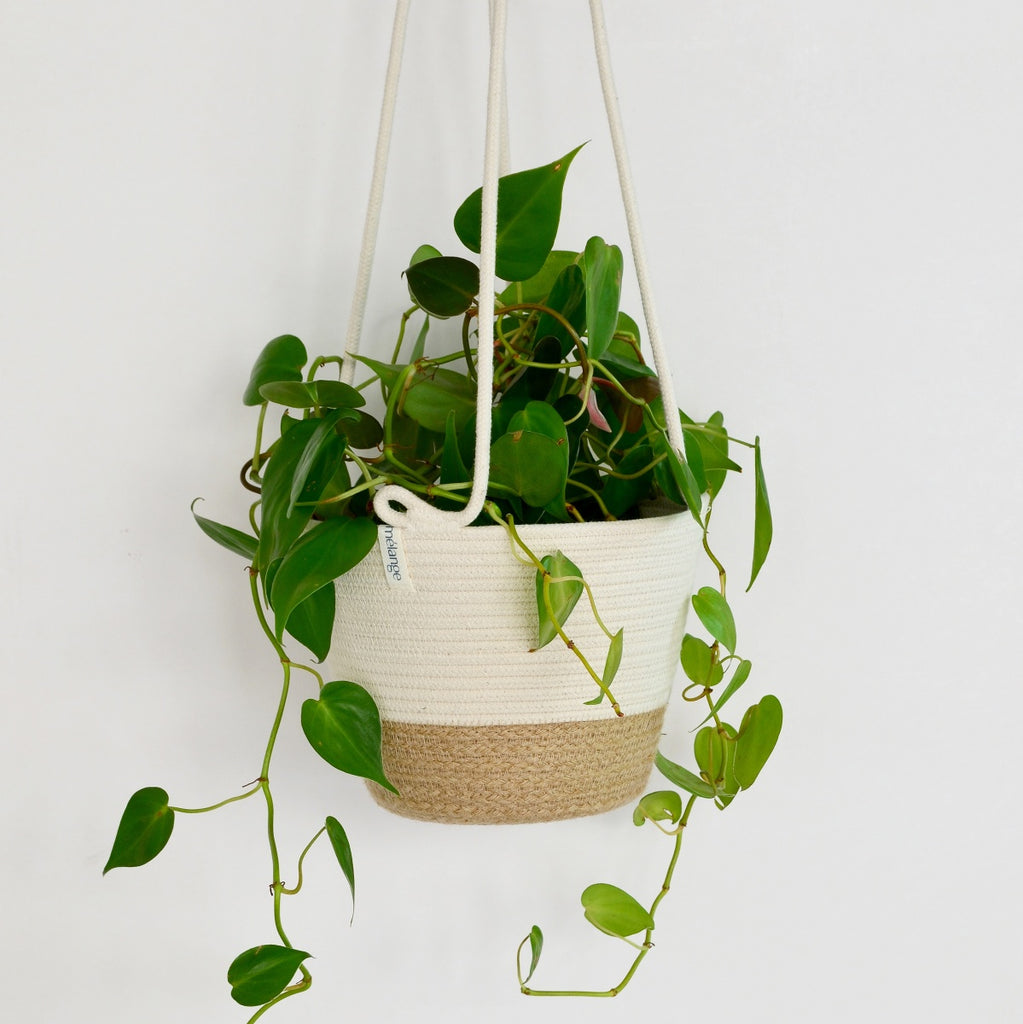 hanging plants cape town Mia Melange