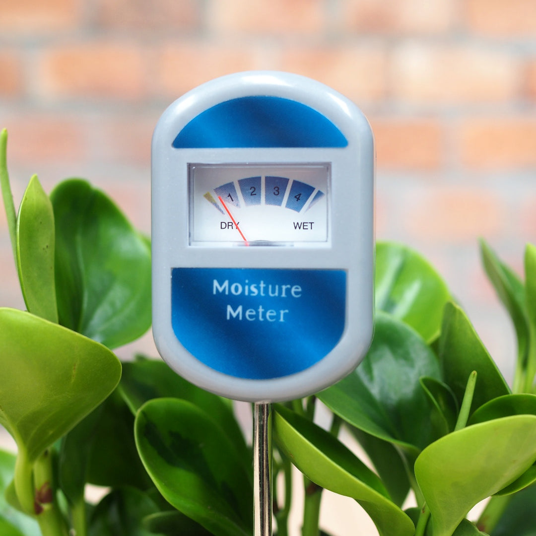spider plant moisture meter Moisture Meter