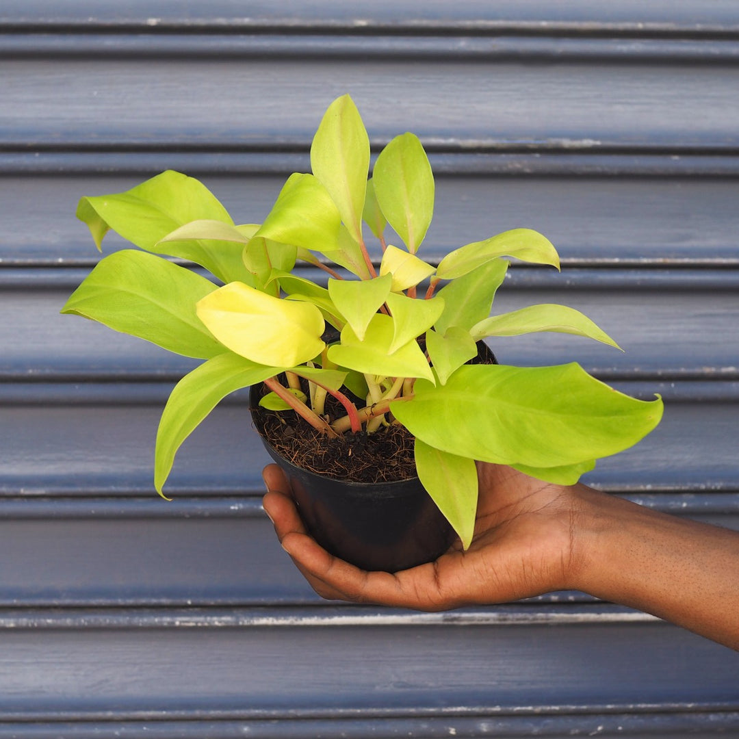 philodendron gordon's gold Philodendron - Golden Emerald